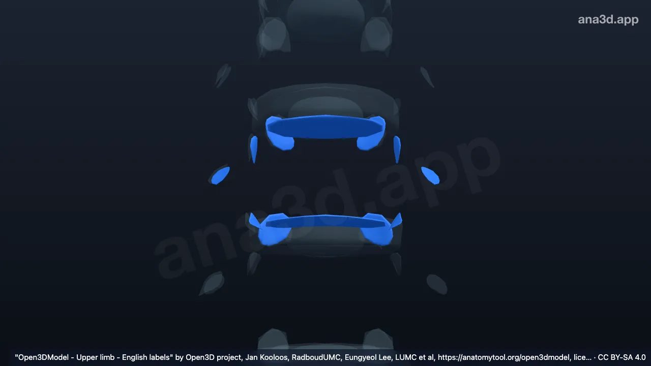 3D 模型：T9椎骨关节软骨