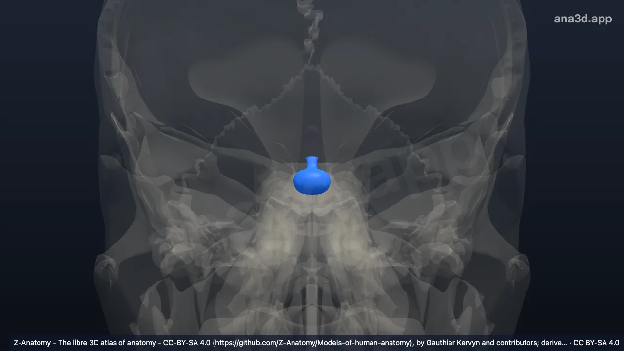 Modelo 3D: Adenohipófise