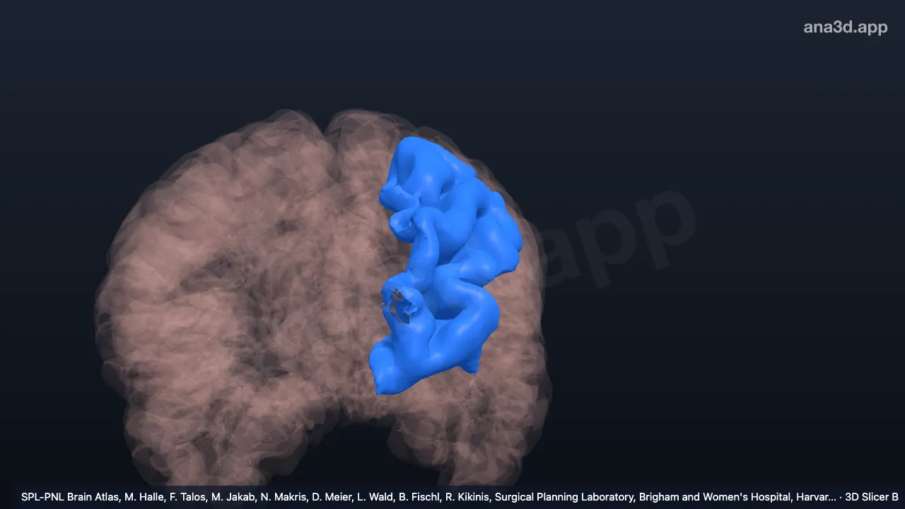 3D-Modell: Vorderer Teil des linken Gyrus frontalis medius