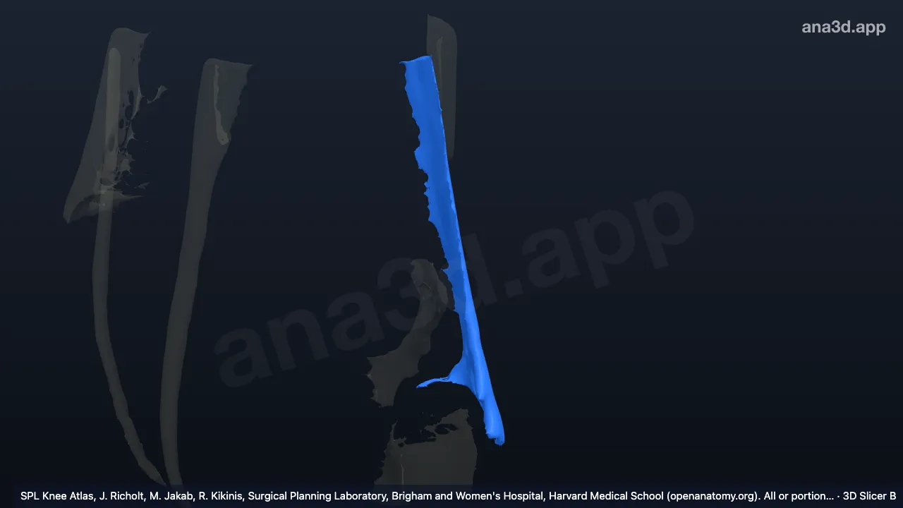 3D model: biceps femoris tendon