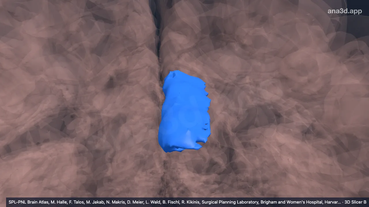 3D model: caudal part of left anterior cingulate gyrus