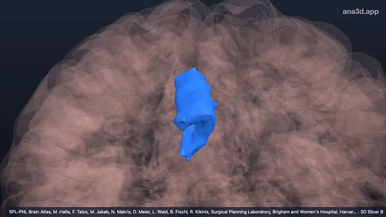 3D-Modell: Kaudaler Teil des rechten vorderen Gyrus cinguli