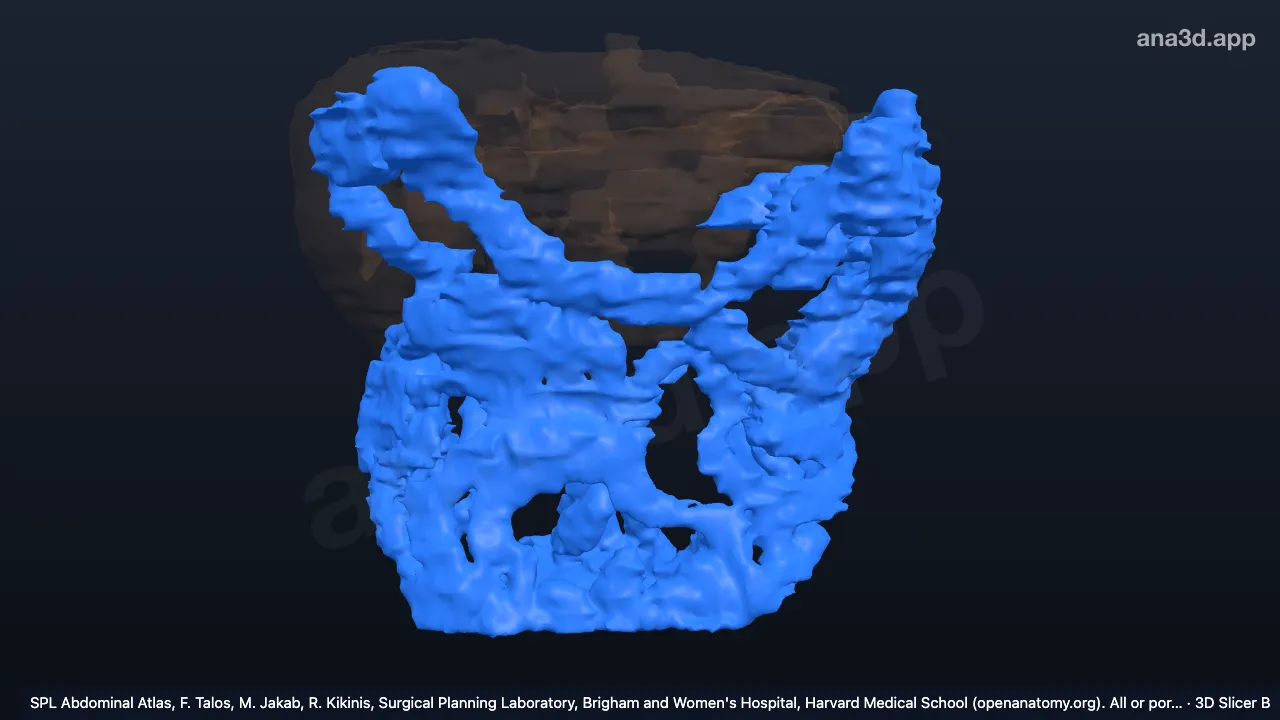 Modèle 3D : Côlon et iléum