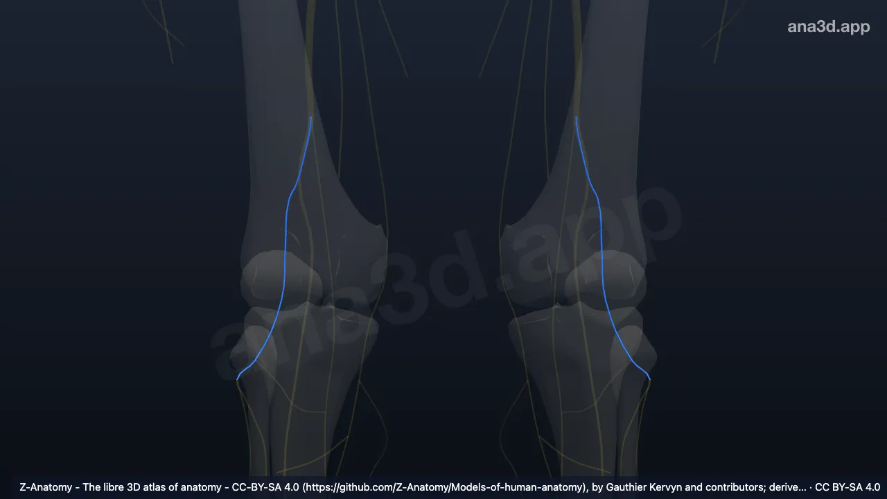 3D model: common fibular nerve