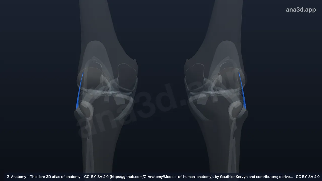 Modelo 3D: Ligamento colateral fibular