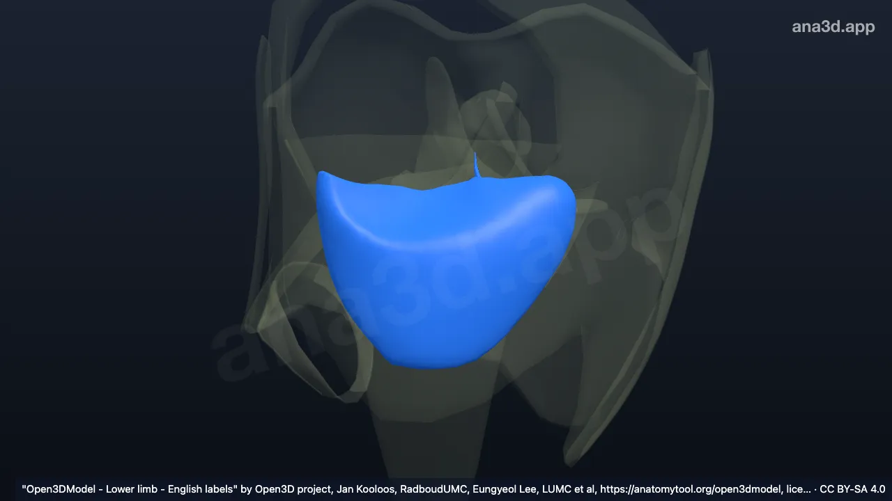 3D model: infrapatellar fat body