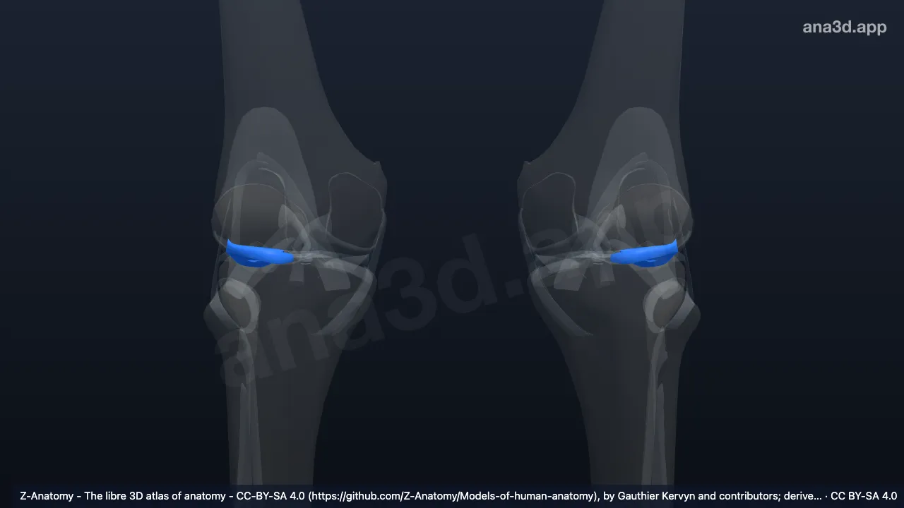 Modelo 3D: Menisco lateral