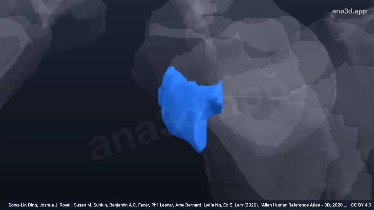 Modelo 3D: Giro ambiens izquierdo