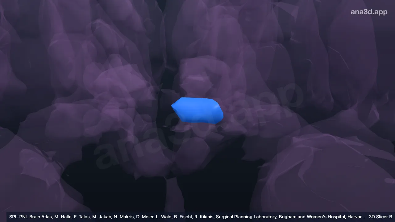 Modelo 3D: Hipotálamo anterior inferior esquerdo