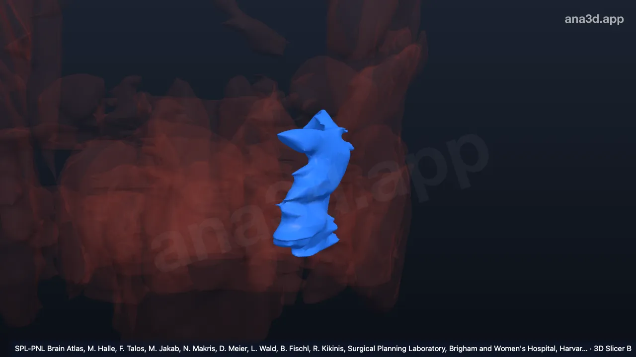 3D model: left buccinator