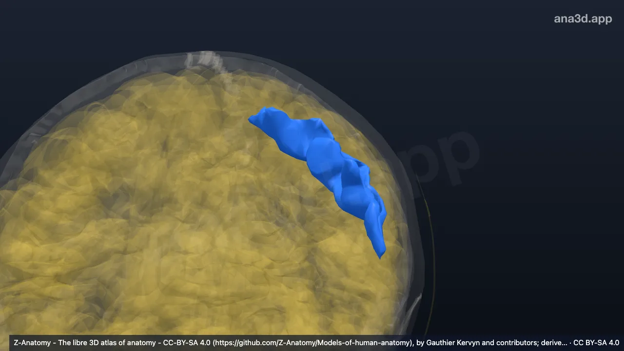 3D model: left central sulcus