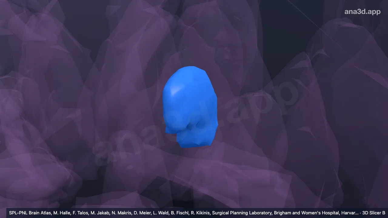 3D-Modell: Linker Nucleus centromedianus des Thalamus