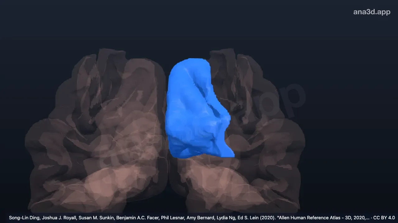 Modelo 3D: Cuña izquierda