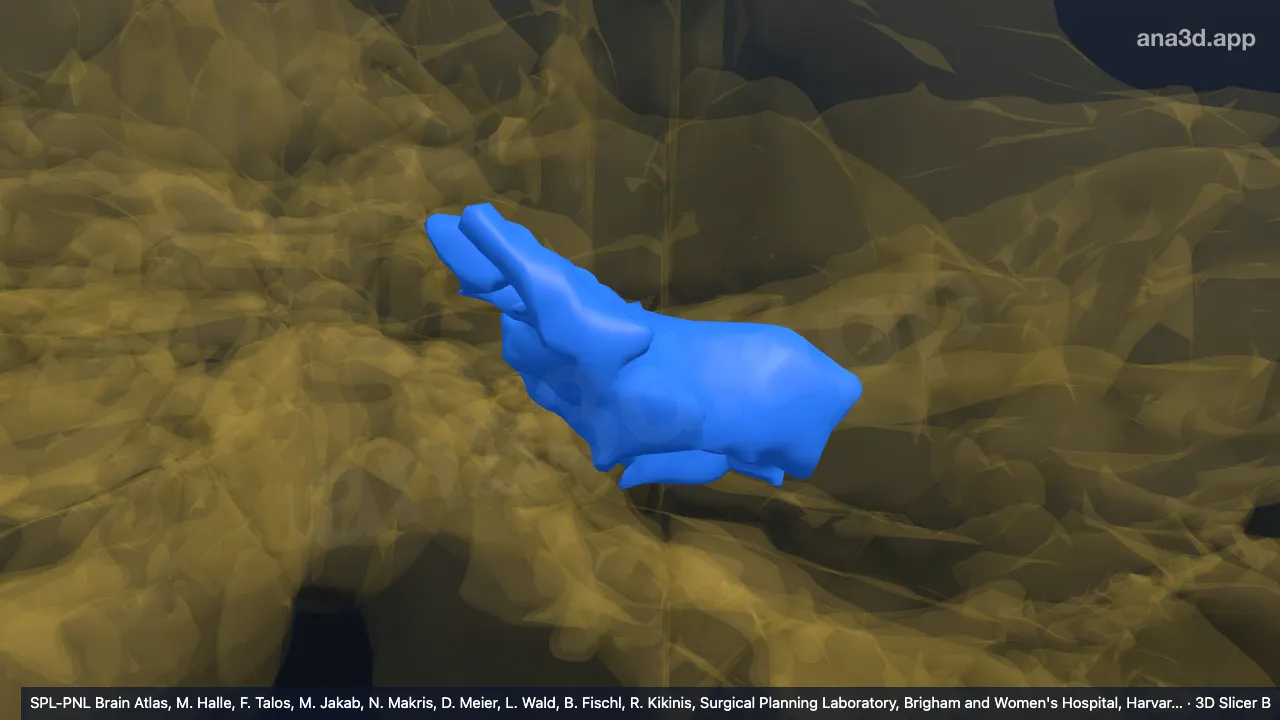 Modèle 3D : Noyau dentelé gauche