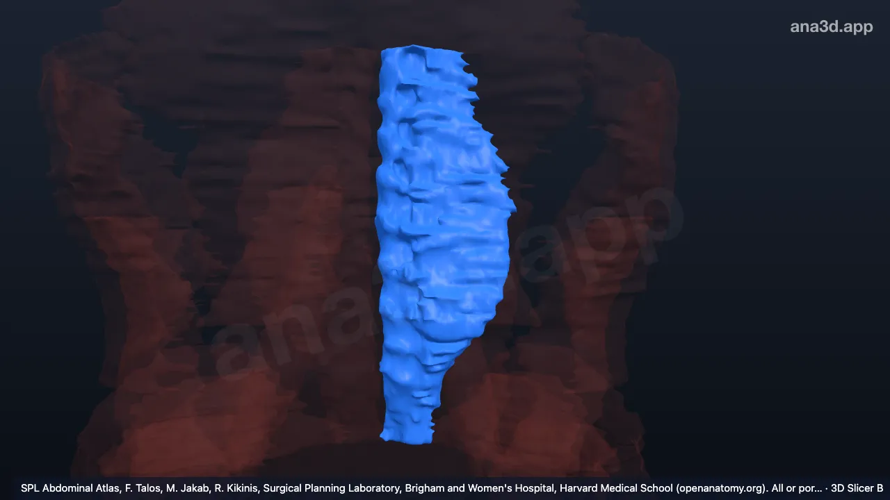 3D-Modell: Linker Musculus erector spinae
