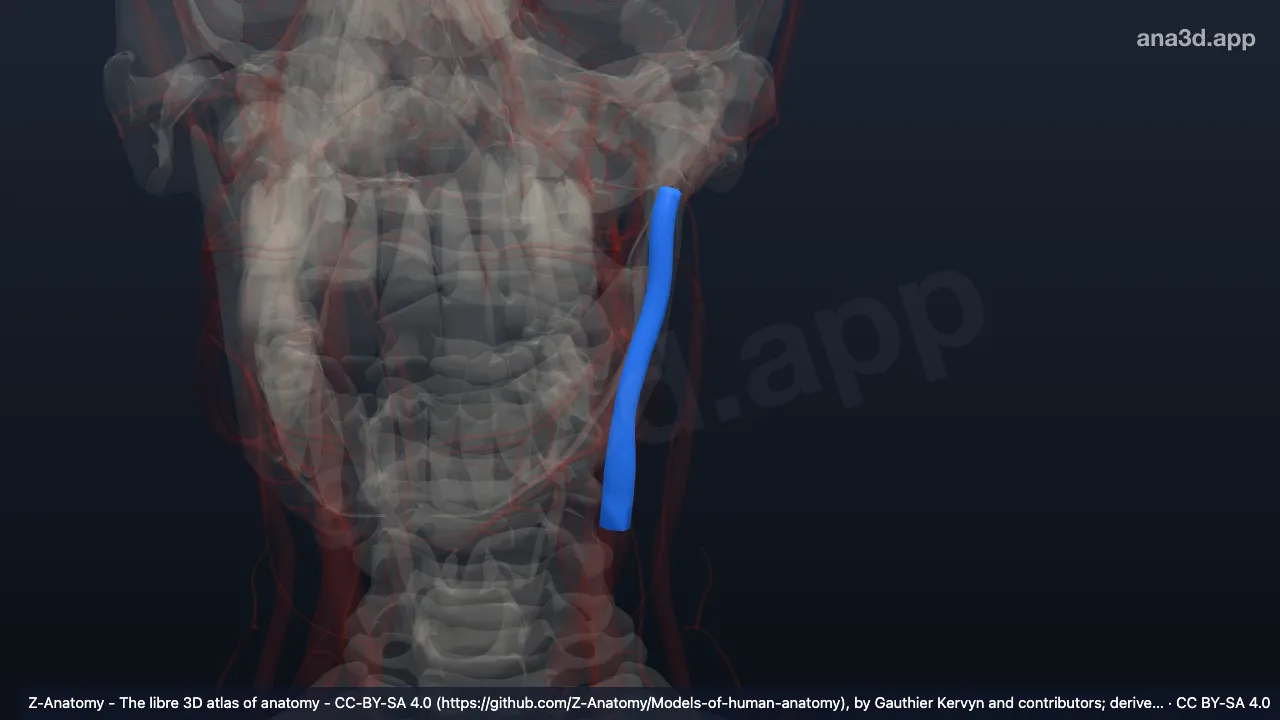 Modelo 3D: Artéria carótida externa esquerda