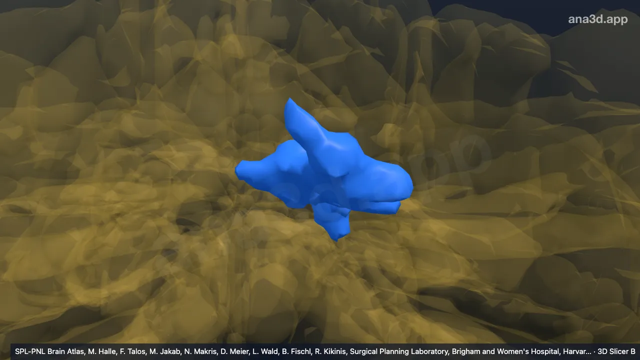 Modèle 3D : Noyaux FaGE gauches