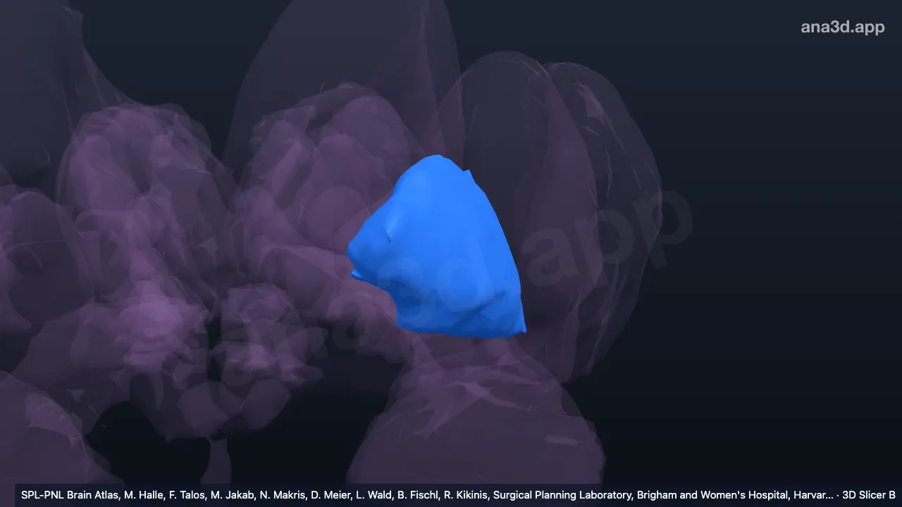 3D-Modell: Linker Globus pallidus Pars externa