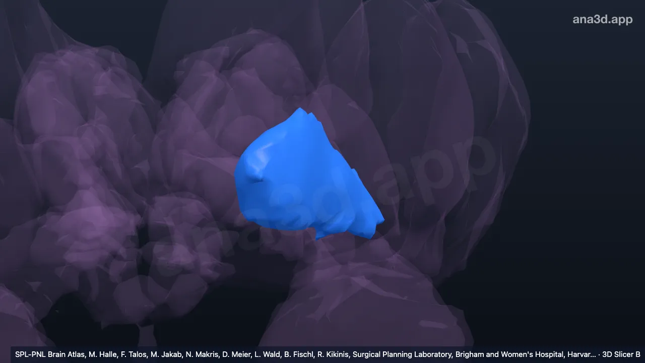 3D model: left globus pallidus pars interna