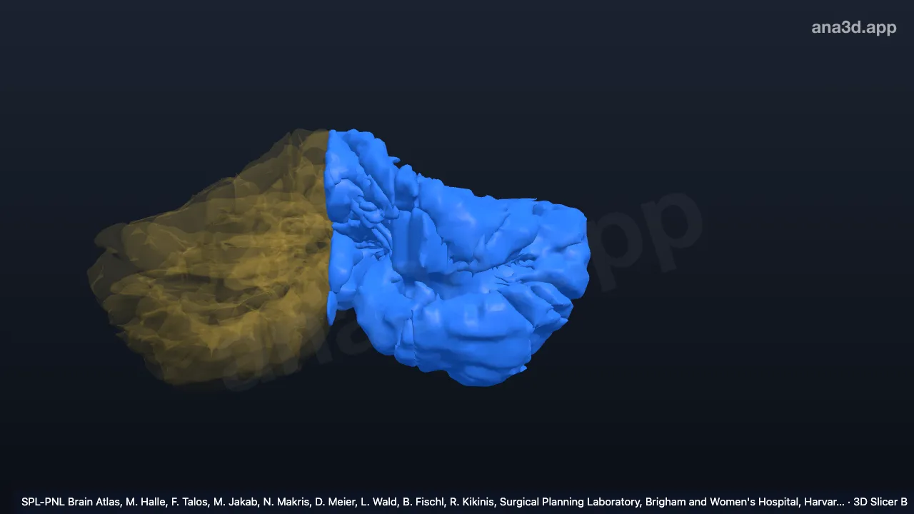 3D model: left hemisphere of cerebellum