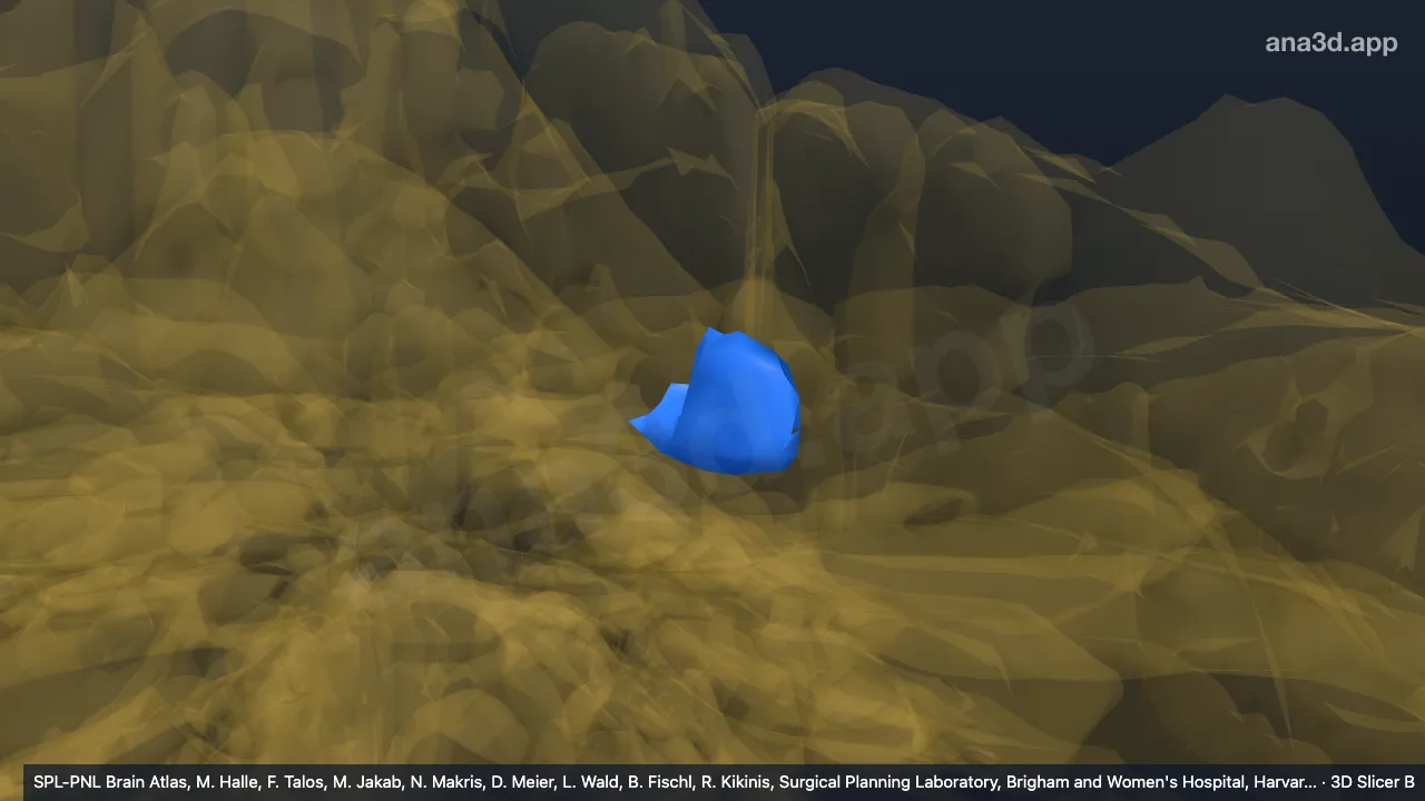 Modèle 3D : III-m gauche