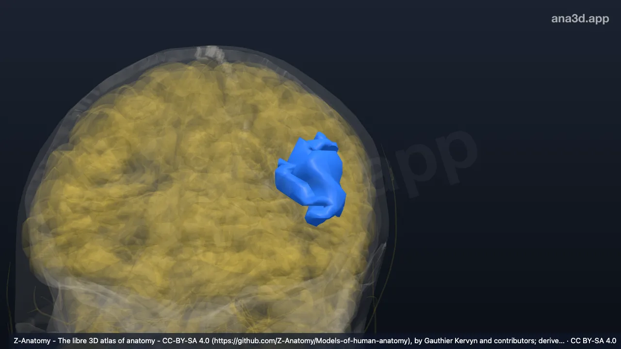 3D model: left inferior frontal sulcus