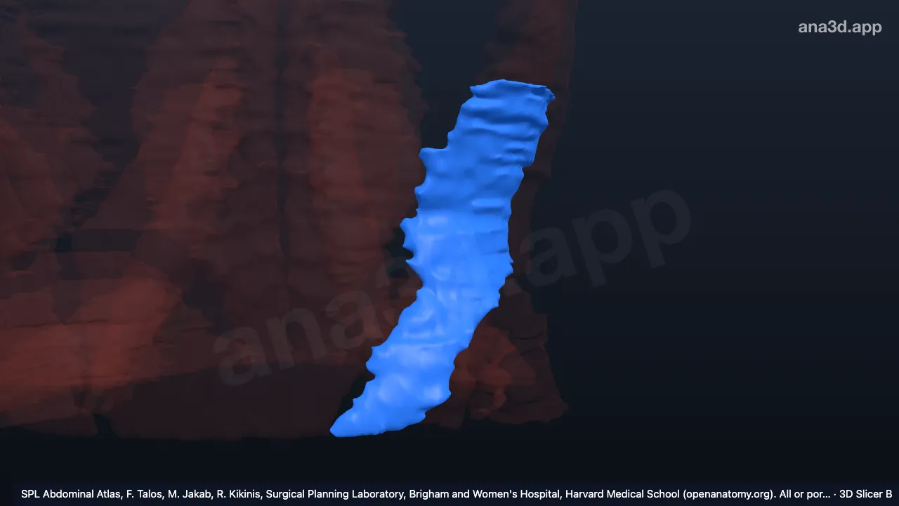 3D-Modell: Linker Musculus obliquus internus abdominis
