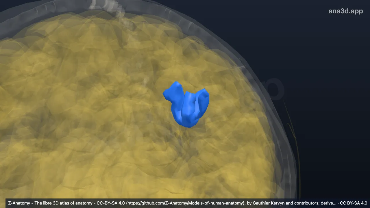 Modelo 3D: Surco intraparietal izquierdo