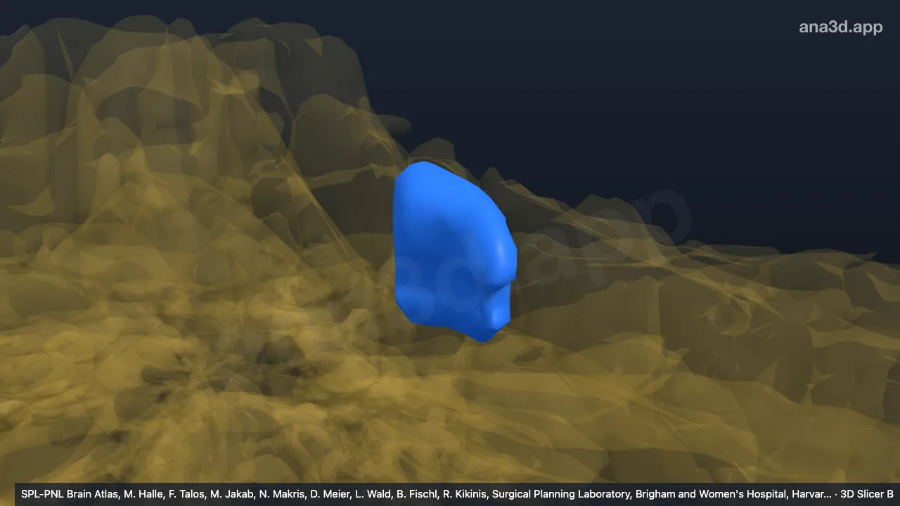 3D 模型：左IV-m