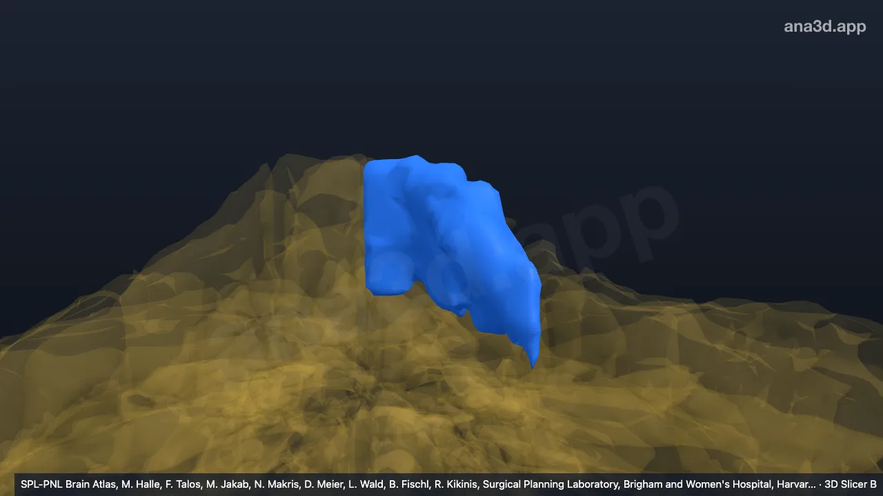 Modèle 3D : IV-v gauche