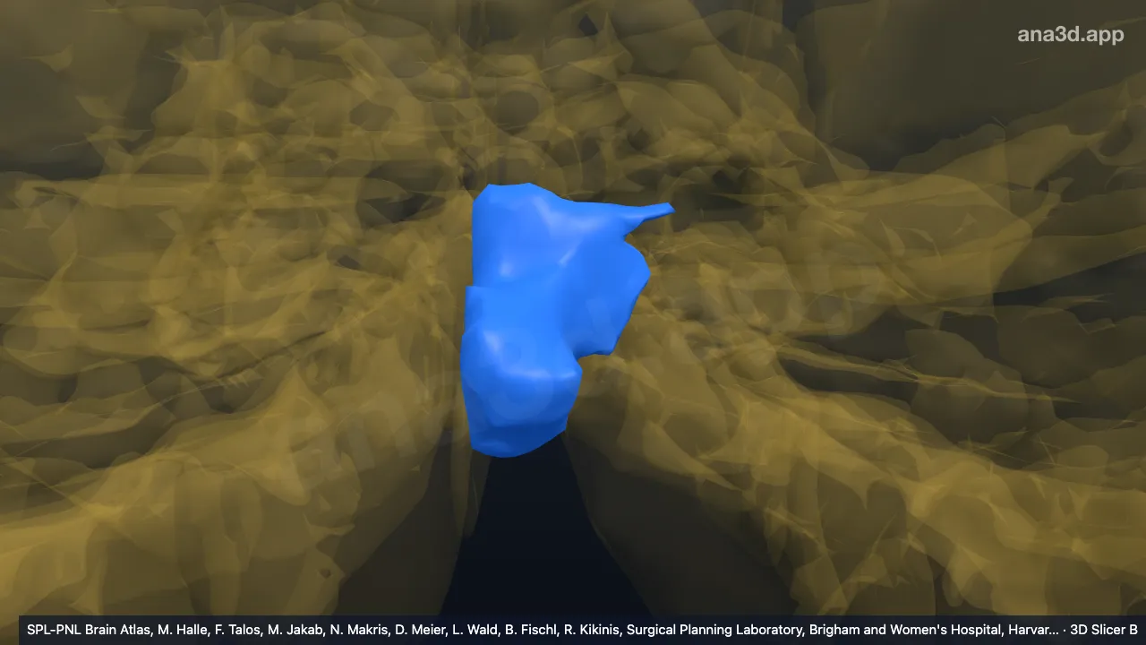 3D model: left IX-v