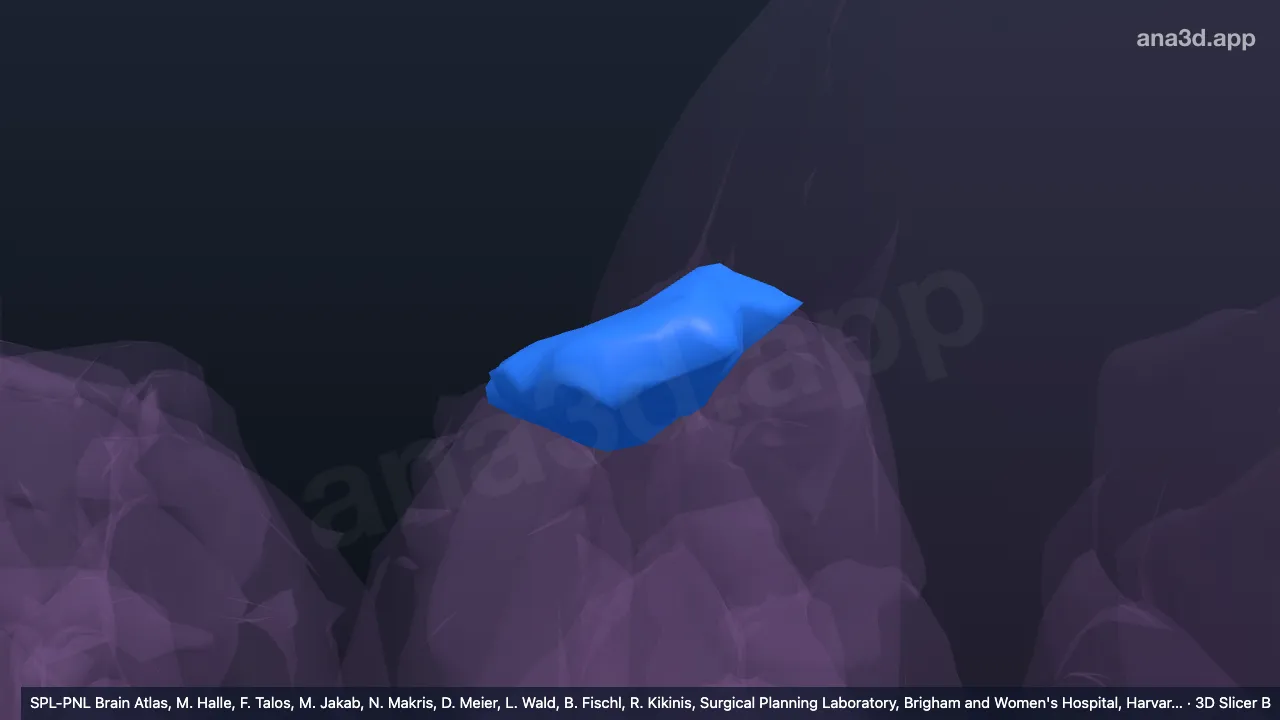 Modelo 3D: Núcleo talâmico dorsal lateral esquerdo