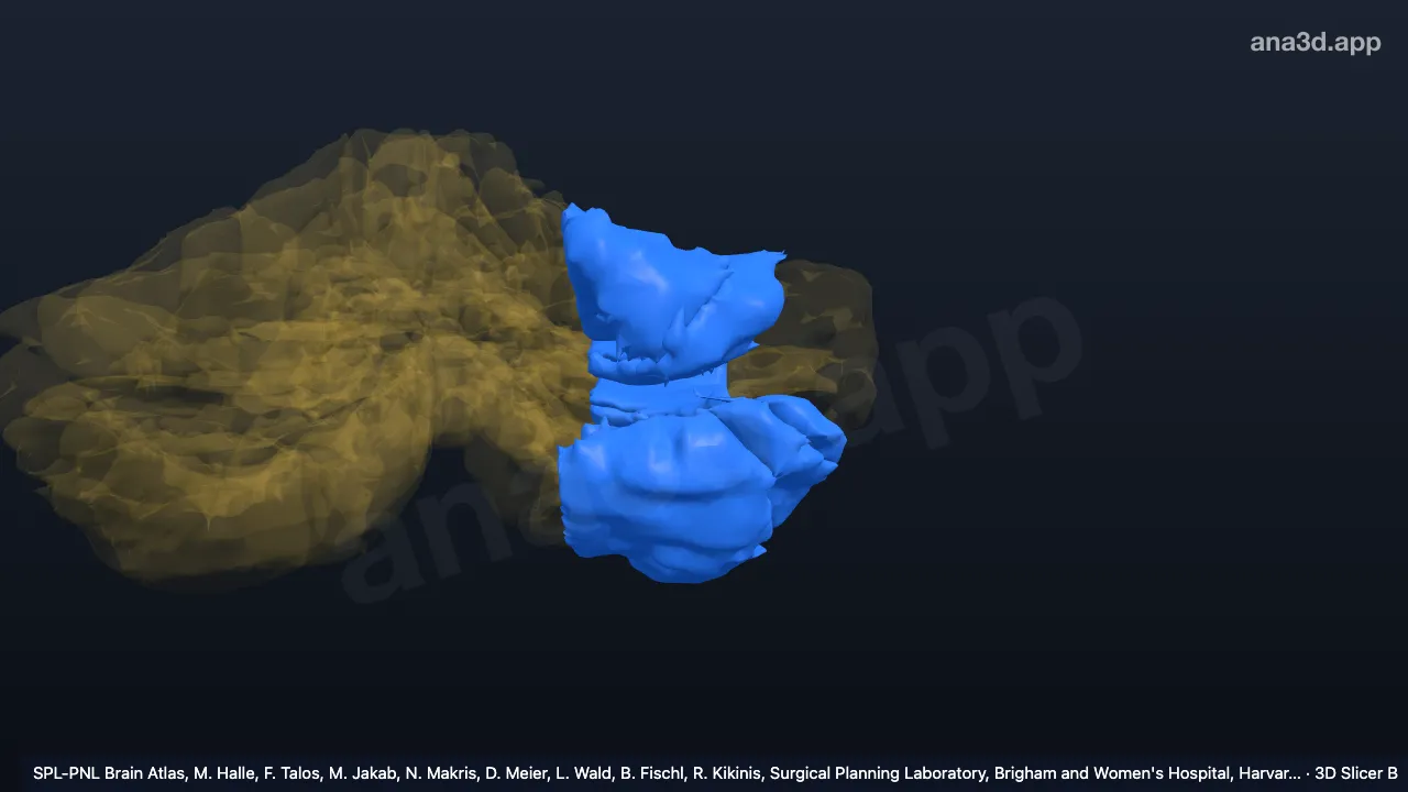Modèle 3D : Zone hémisphérique latérale 1 gauche