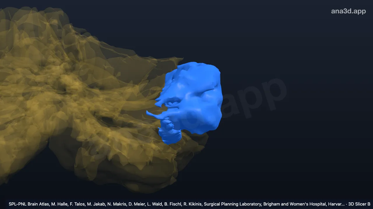 Modèle 3D : Zone hémisphérique latérale 2 gauche
