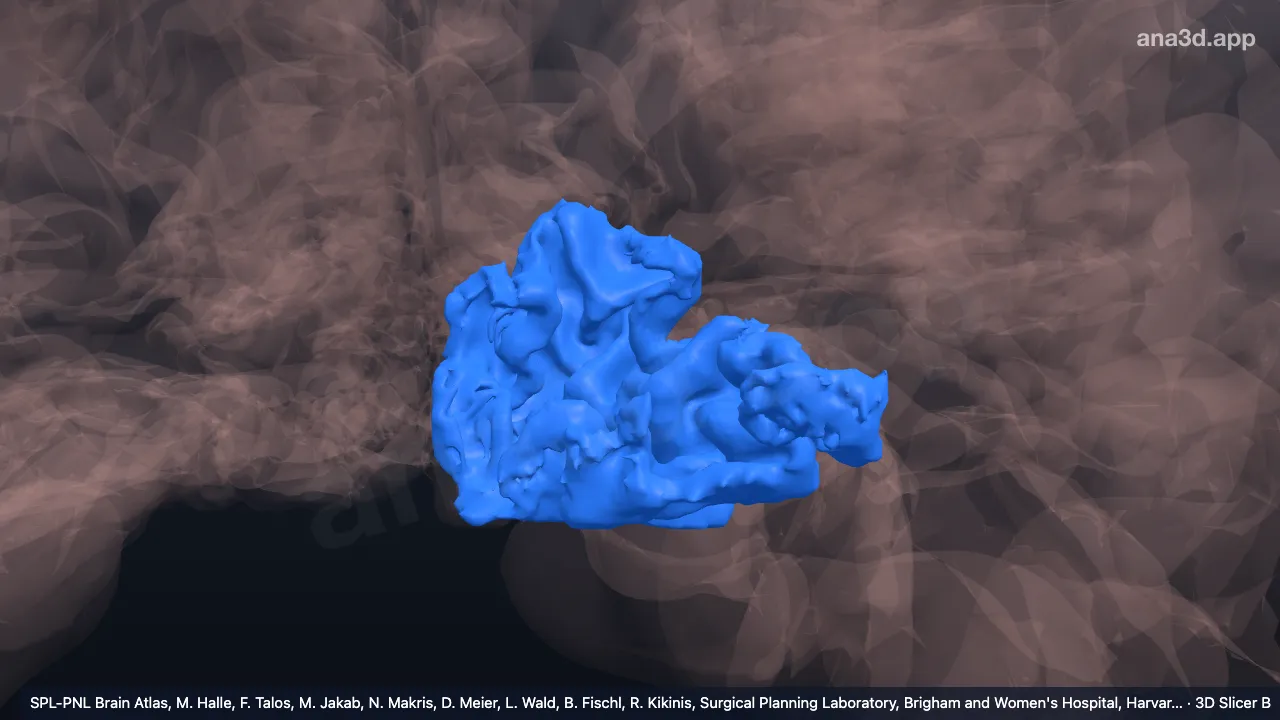 Modelo 3D: Giro occipital lateral izquierdo