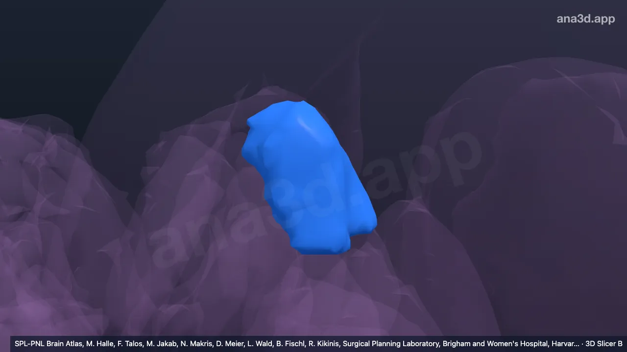 Modelo 3D: Núcleo lateral posterior do tálamo esquerdo