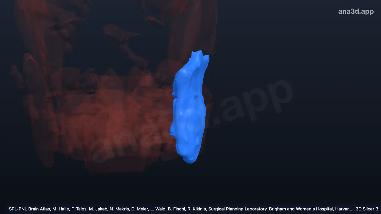 3D model: left masseter