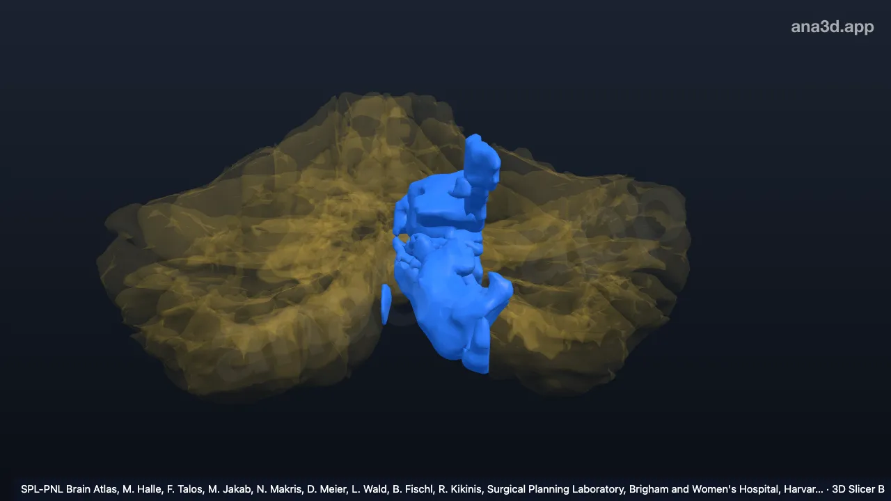 3D model: left medial hemispheric zone