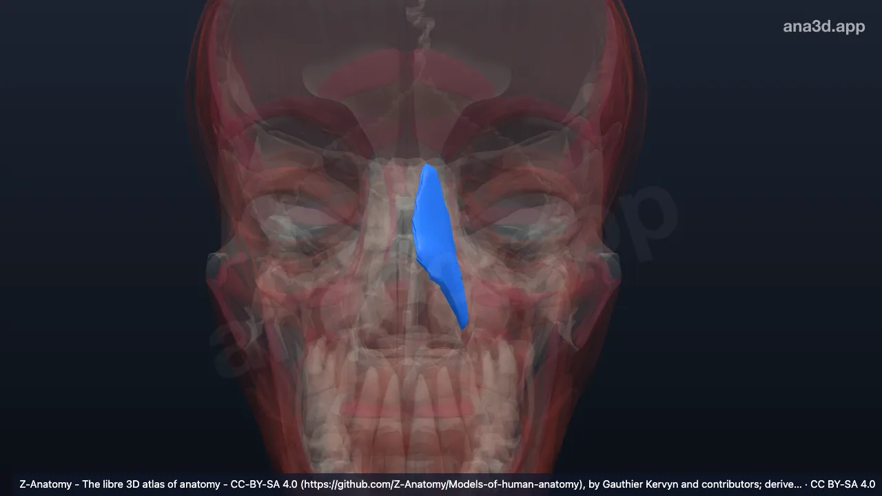 3D-Modell: Linker Musculus nasalis