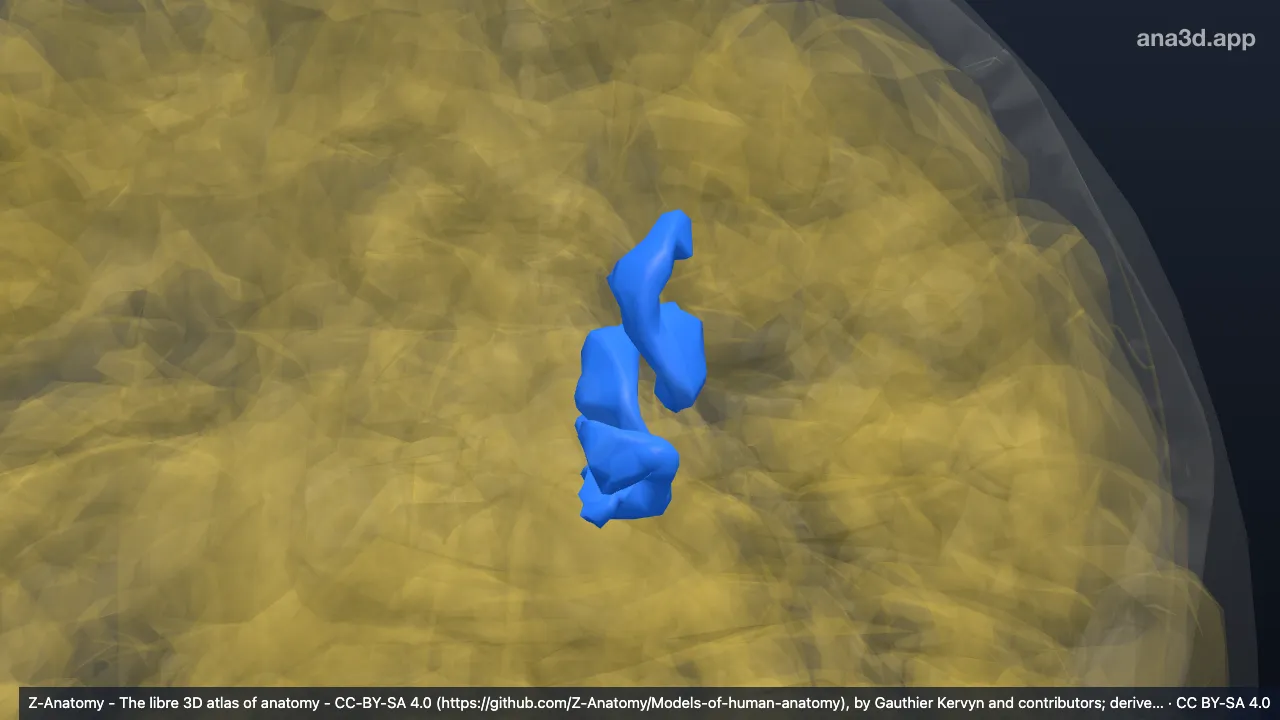 3D model: left parieto-occipital sulcus