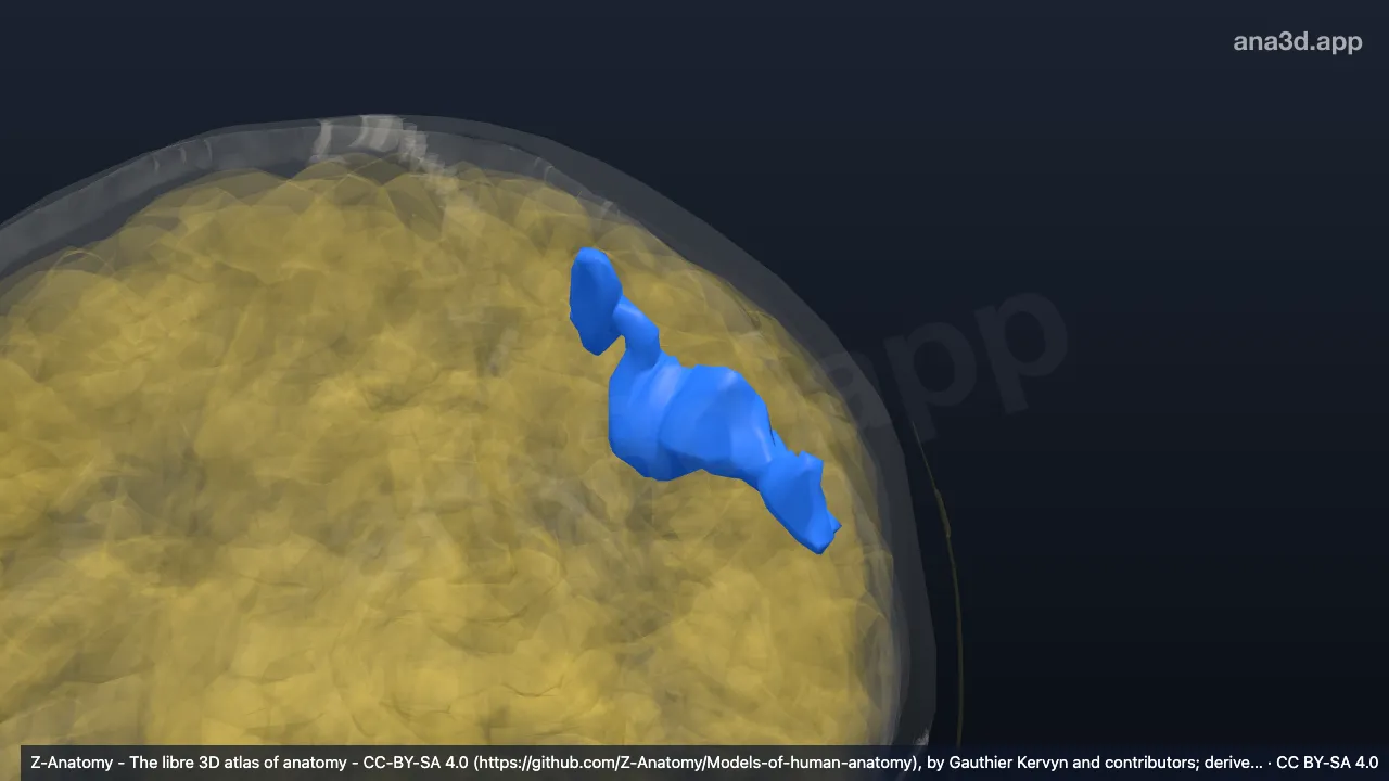 Modelo 3D: Surco poscentral izquierdo