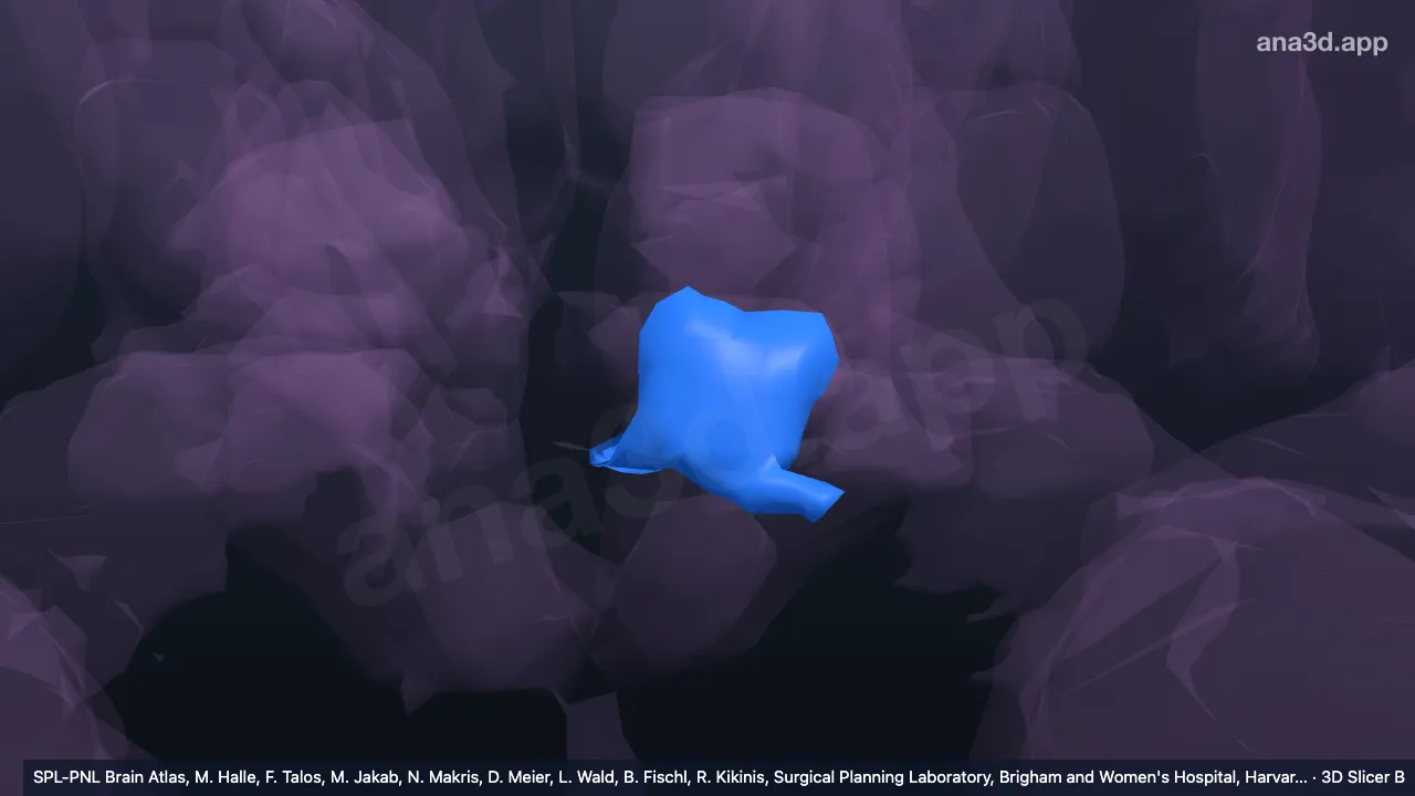 Modelo 3D: Hipotálamo posterior superior esquerdo