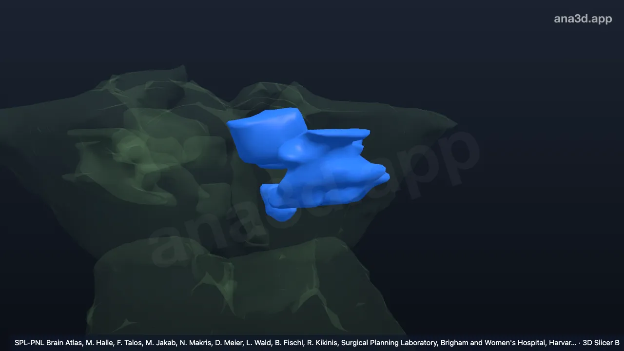 3D model: left side of midbrain