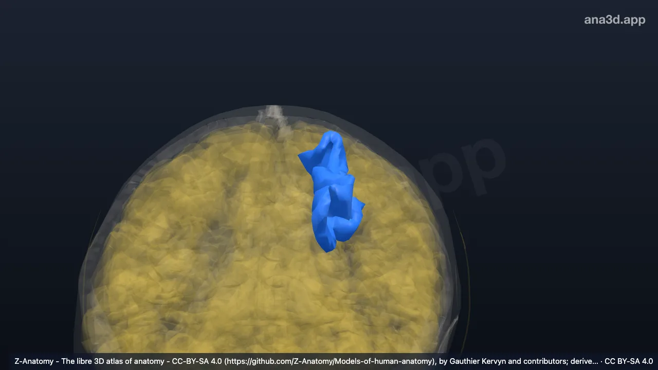 Model 3D: Sulkus frontalis superior kiri