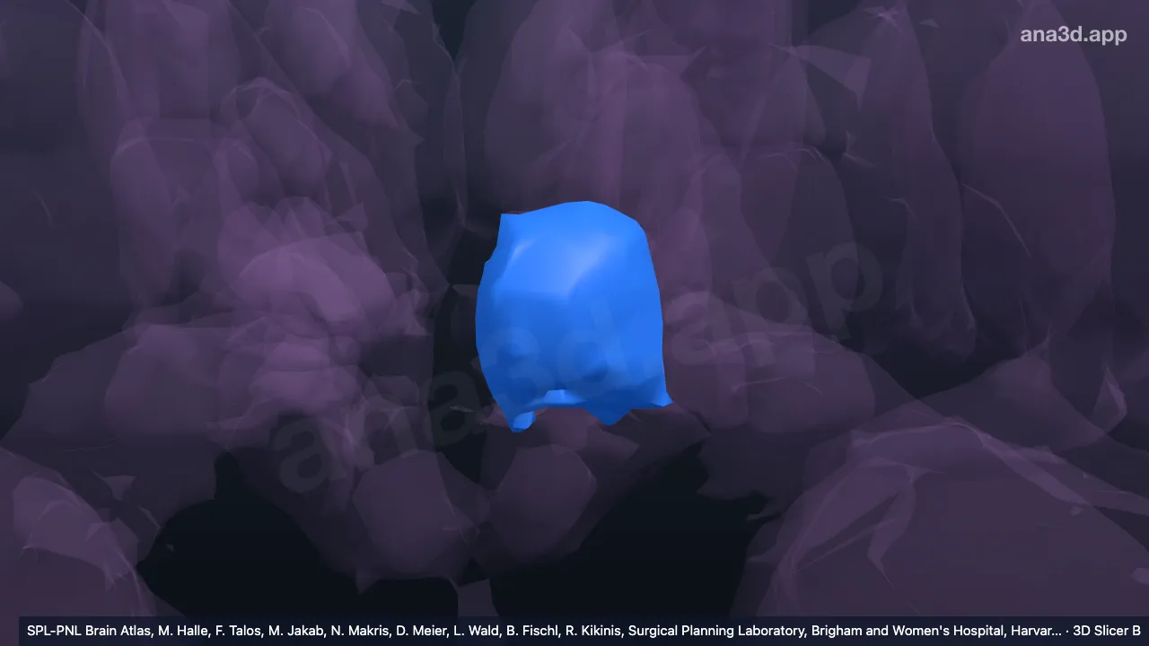 Modelo 3D: Hipotálamo tuberal superior esquerdo