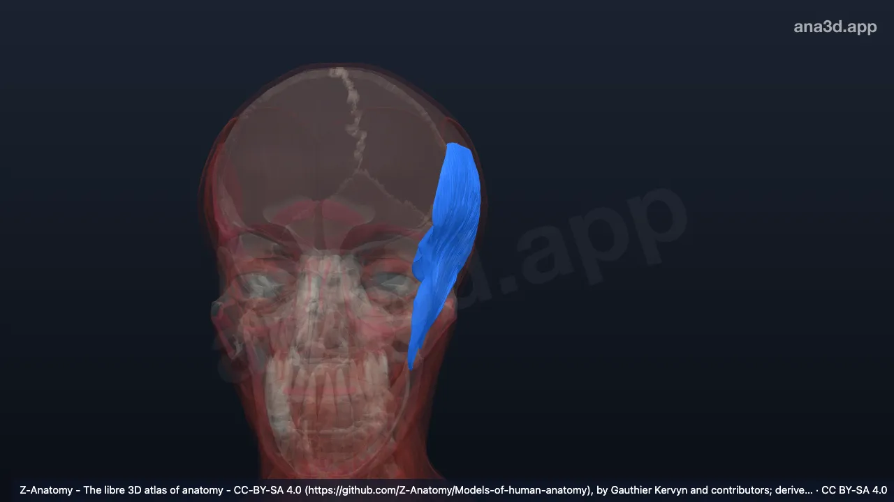 3Dモデル:左側頭筋