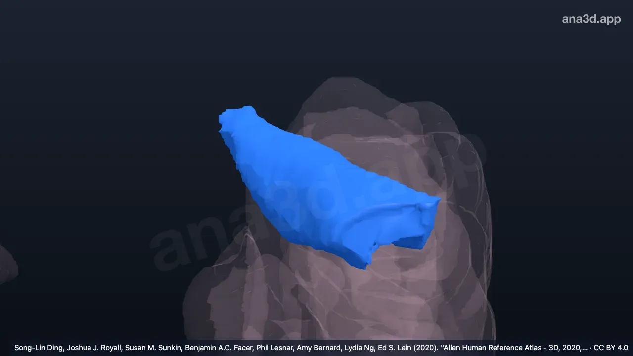 3D 模型:左颞横回