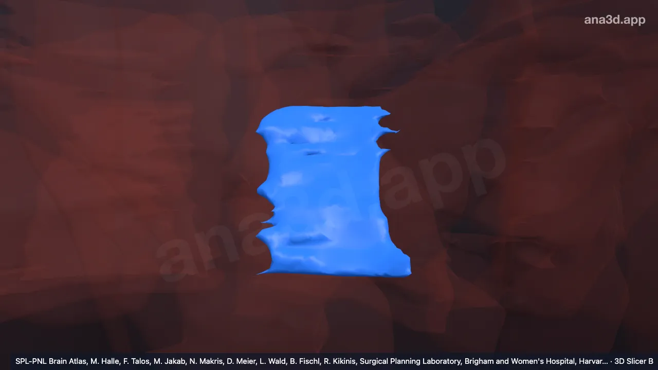 Left trapezius: anatomy, location and function