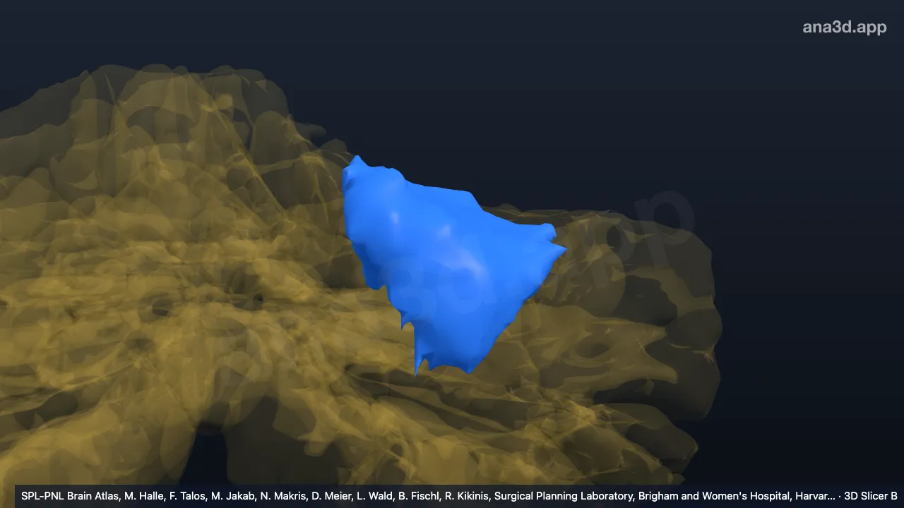 3D-Modell: Linker V-l