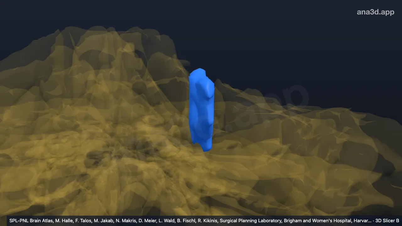 3D 模型：左V-m